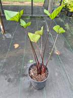 Colocasia esculenta  'TeaCup'