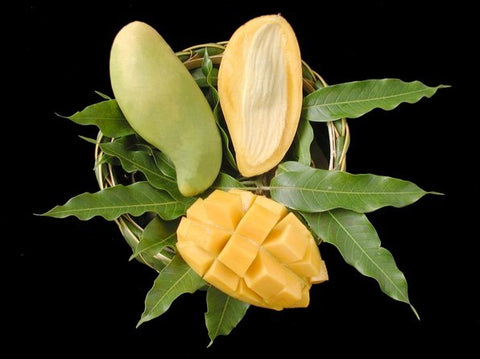 Mangifera indica 'Nam Doc Mai'