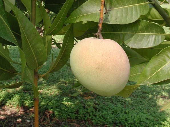 Mangifera indica 'Young/Tebow’