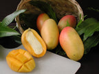 Mangifera indica 'Valencia Pride' Tree