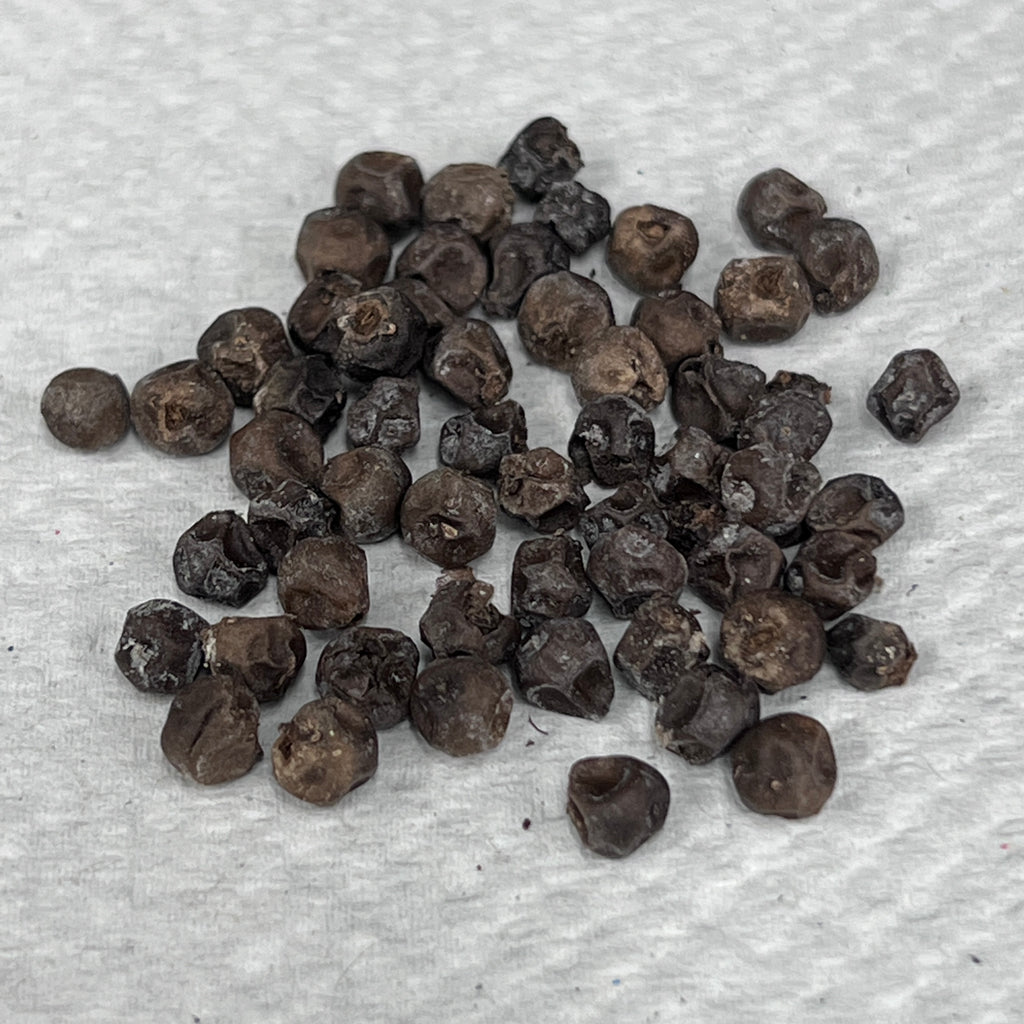 Piper nigrum