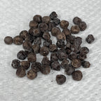 Piper nigrum
