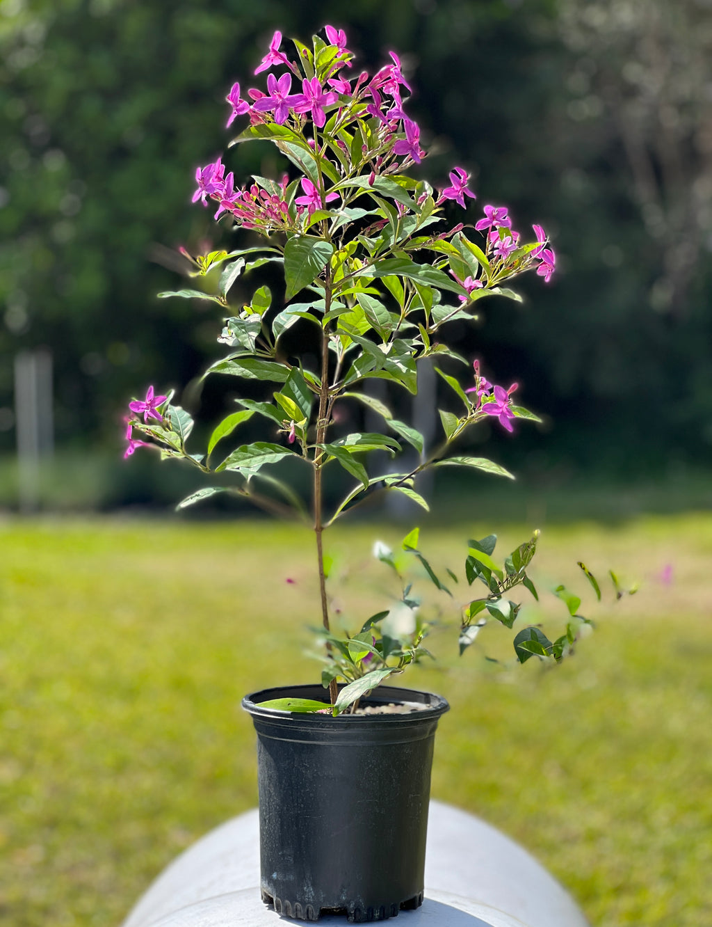 Pseuderanthemum laxiflorum