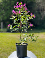 Pseuderanthemum laxiflorum