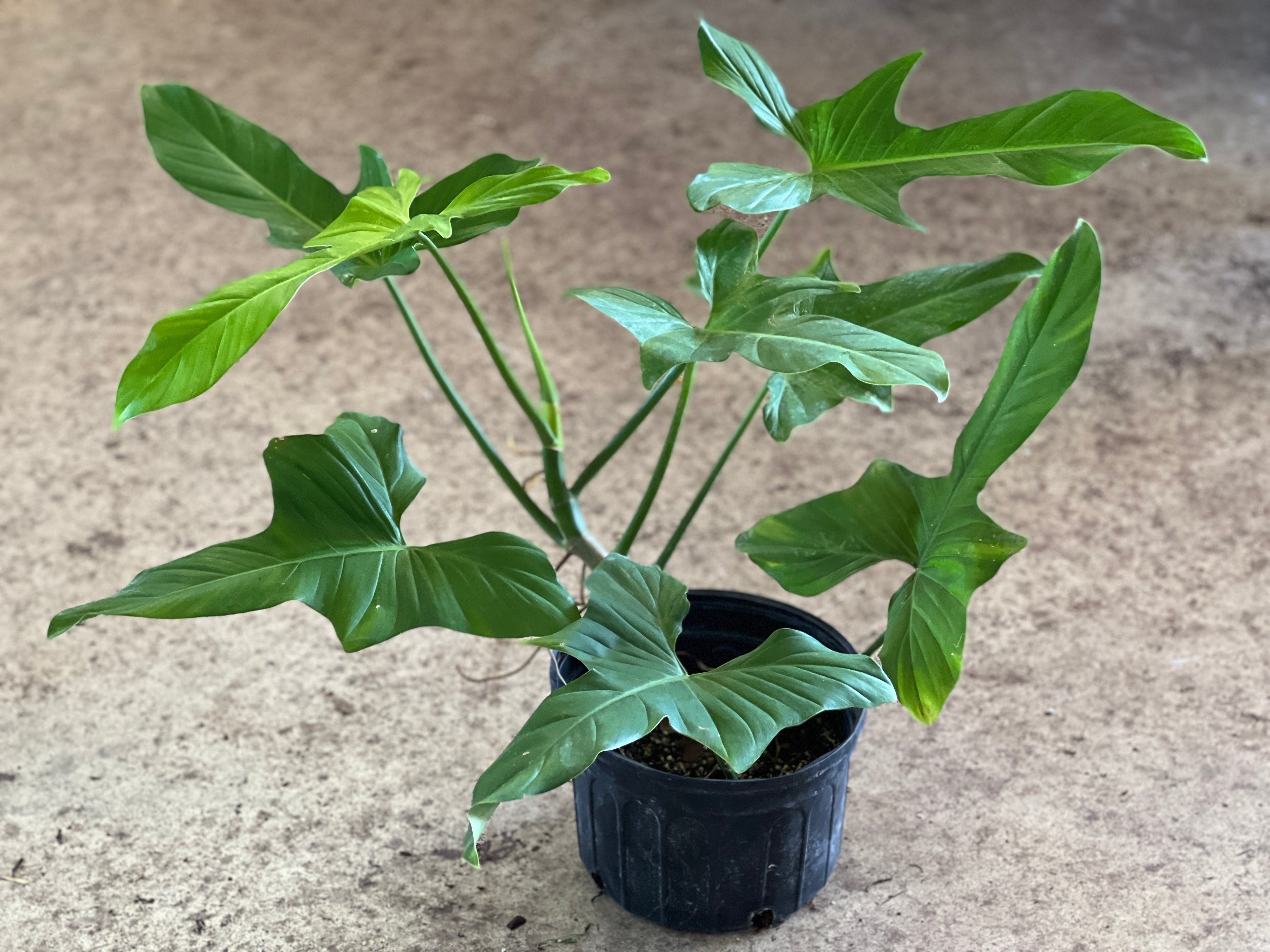philodendron full size Philodendron ruthianum
