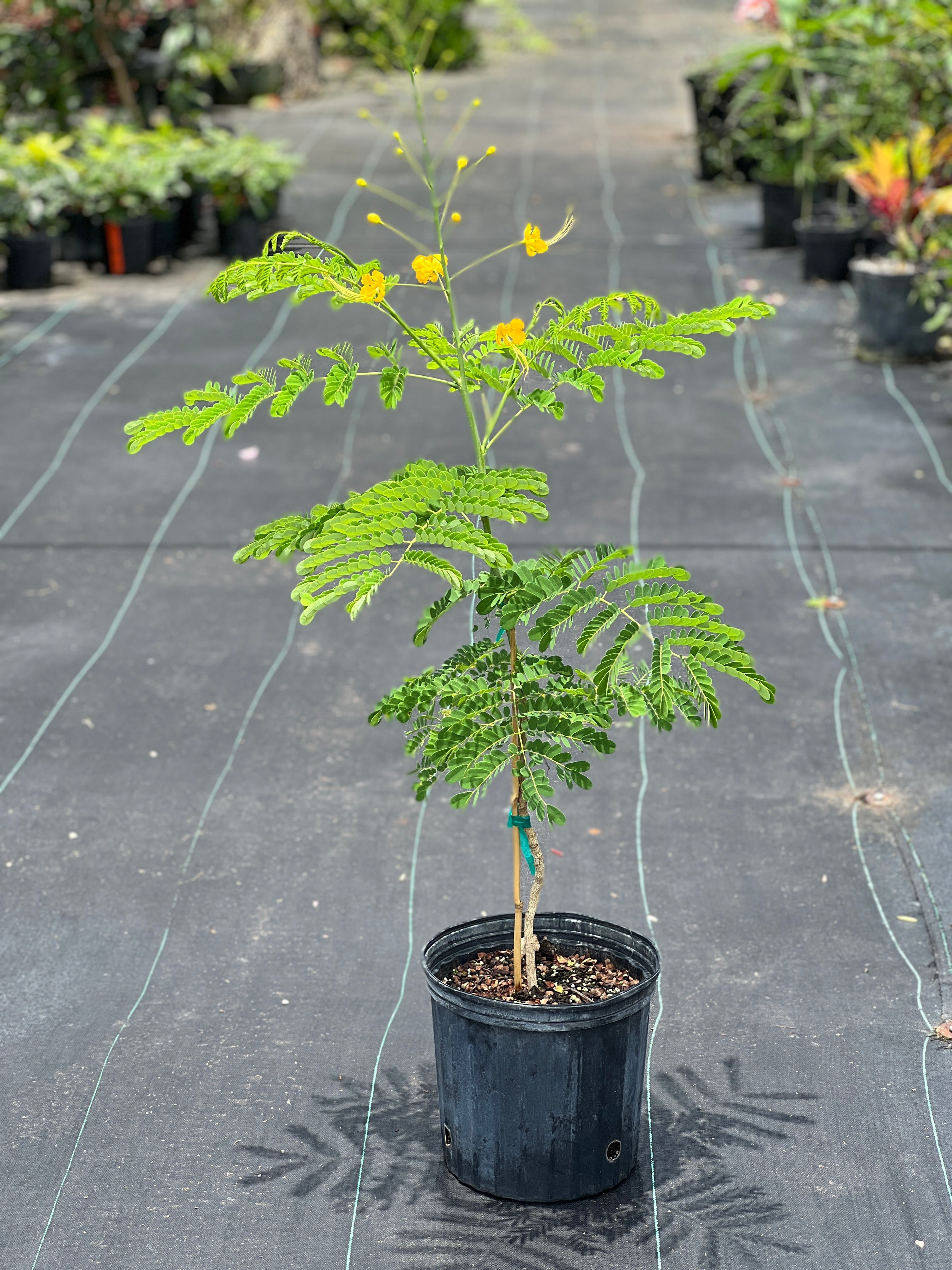 Caesalpinia pulcherrima f. flava