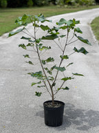 Talipariti tiliaceum var. populneus