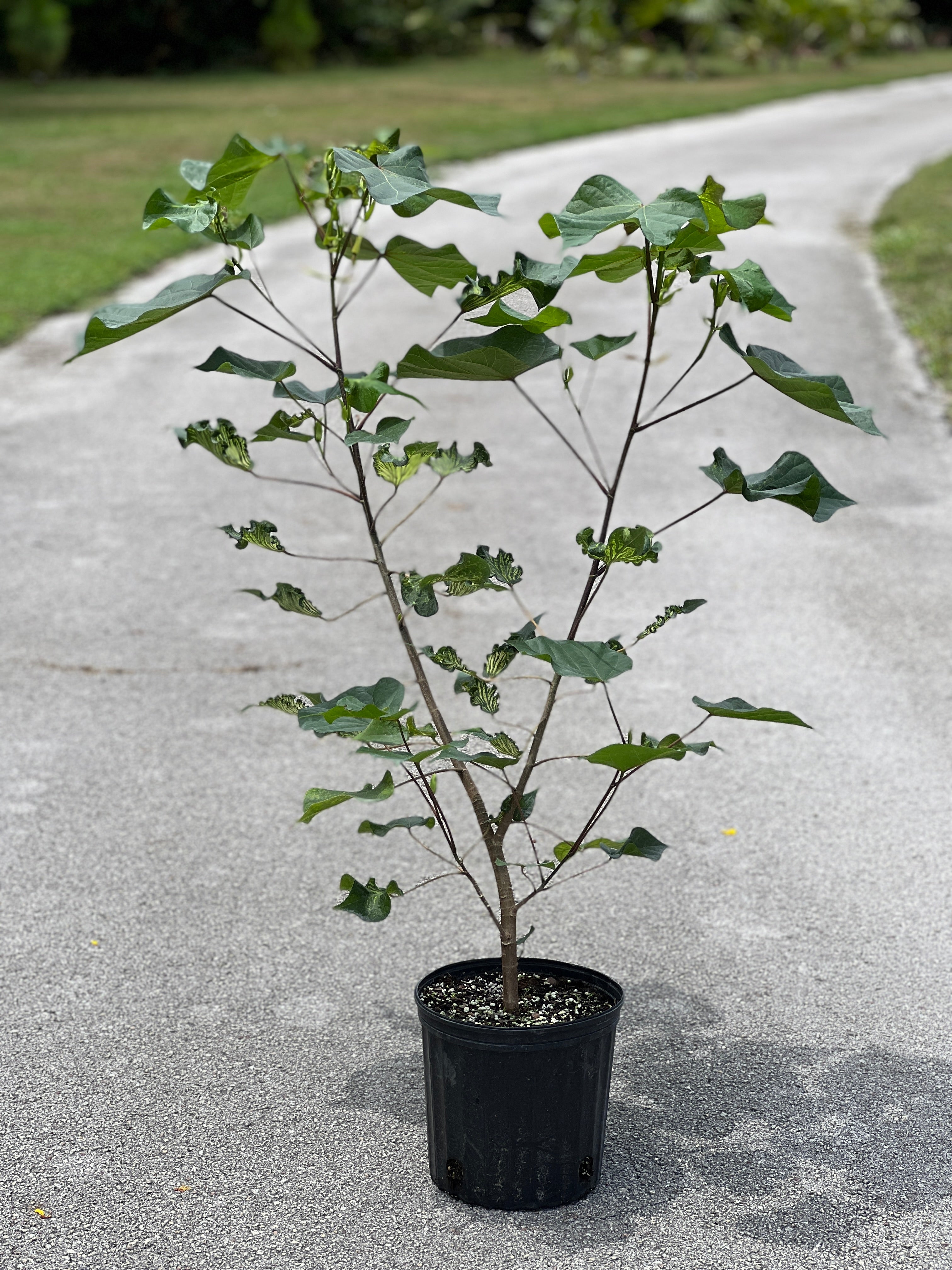 Talipariti tiliaceum var. populneus