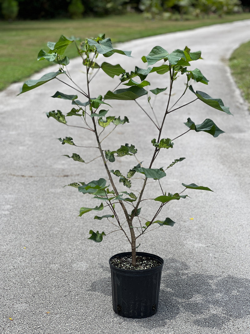 Talipariti tiliaceum var. populneus