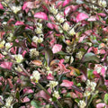 Alternanthera ficoidea 'Watermelon'