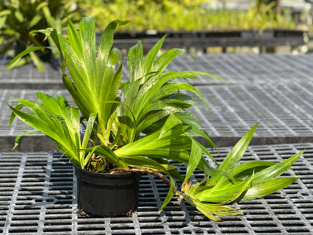 Xiphidium caeruleum