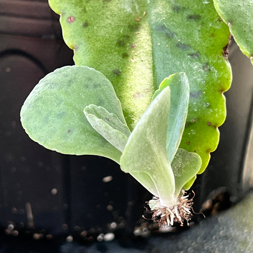 Kalanchoe gastonis-bonnieri
