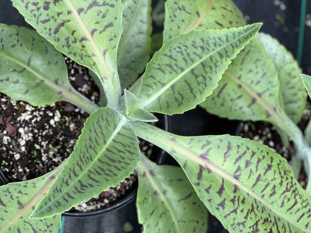 Kalanchoe gastonis-bonnieri