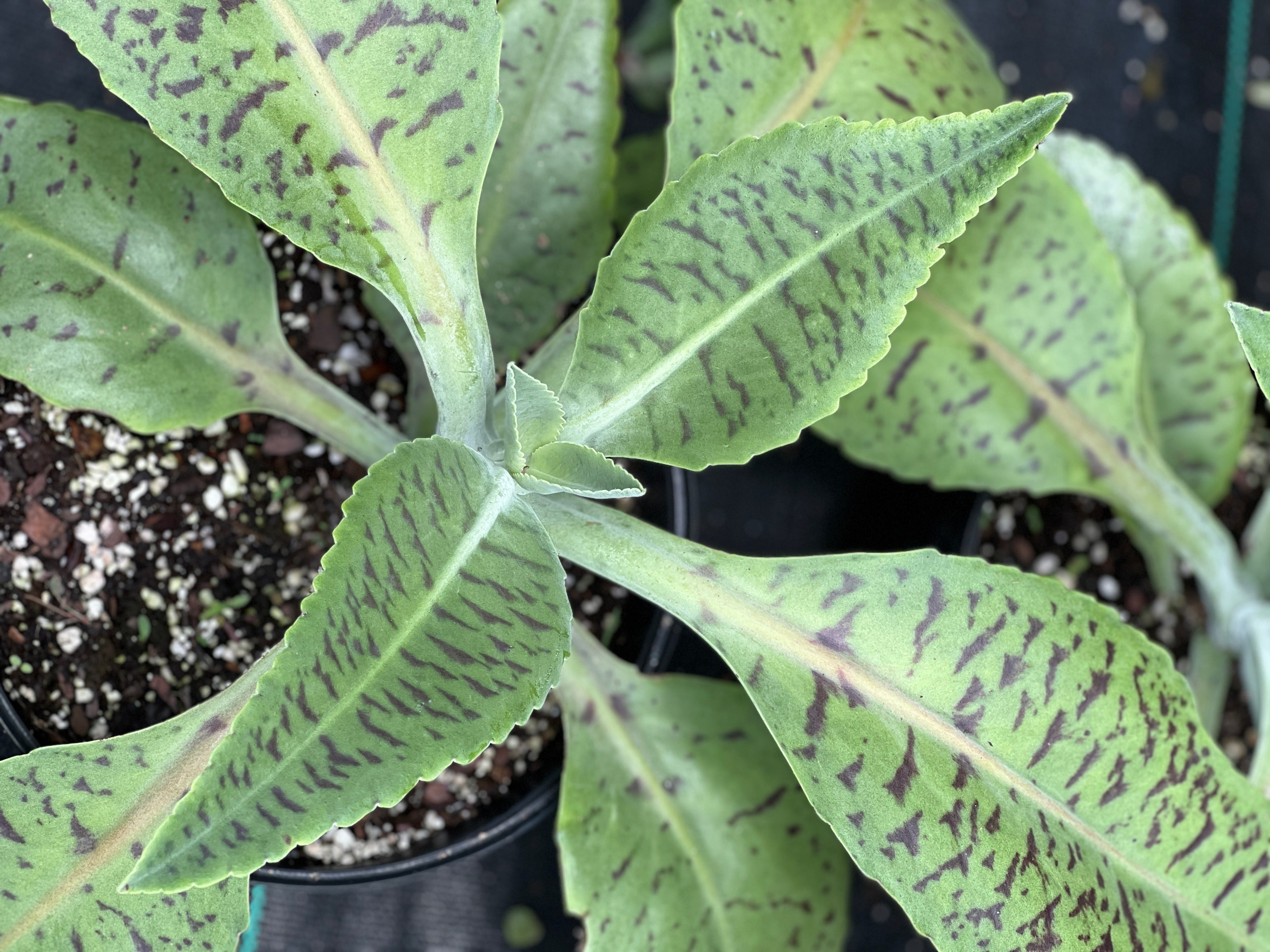 Kalanchoe gastonis-bonnieri