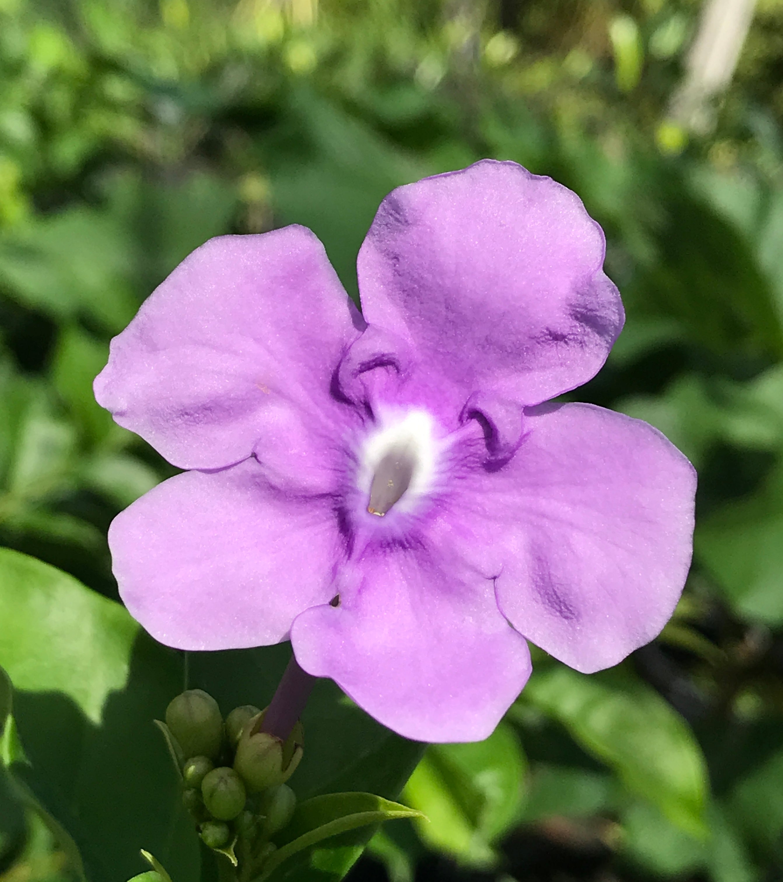 Brunfelsia grandiflora