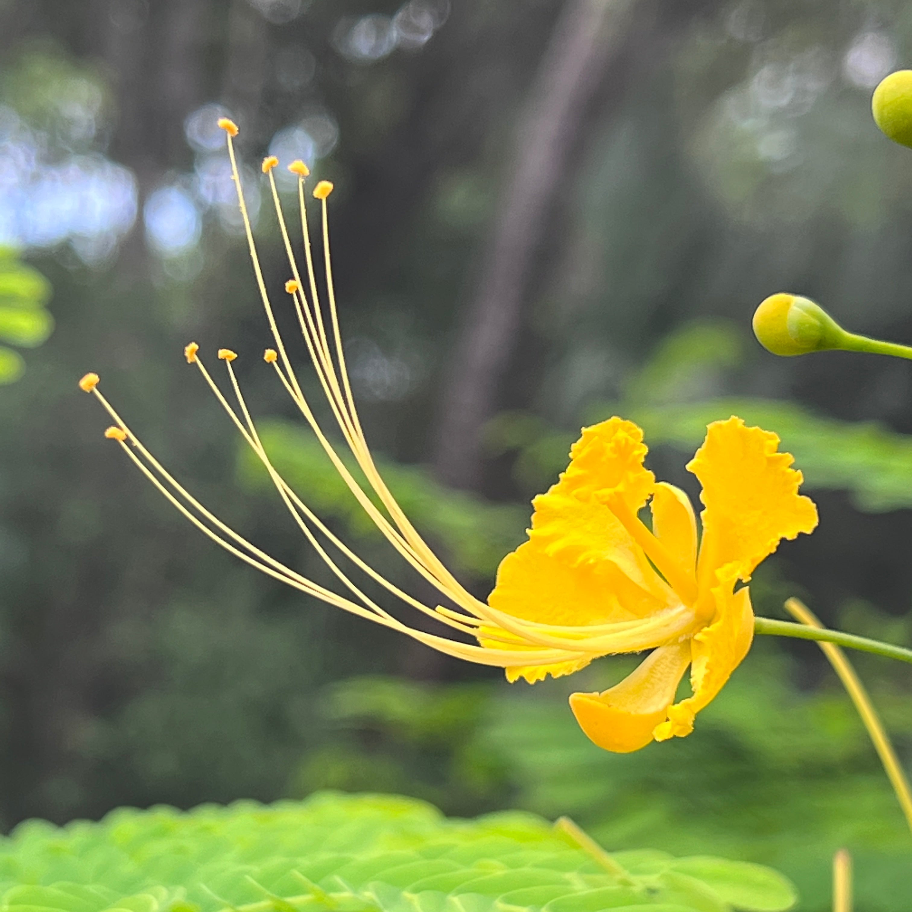 Caesalpinia pulcherrima f. flava