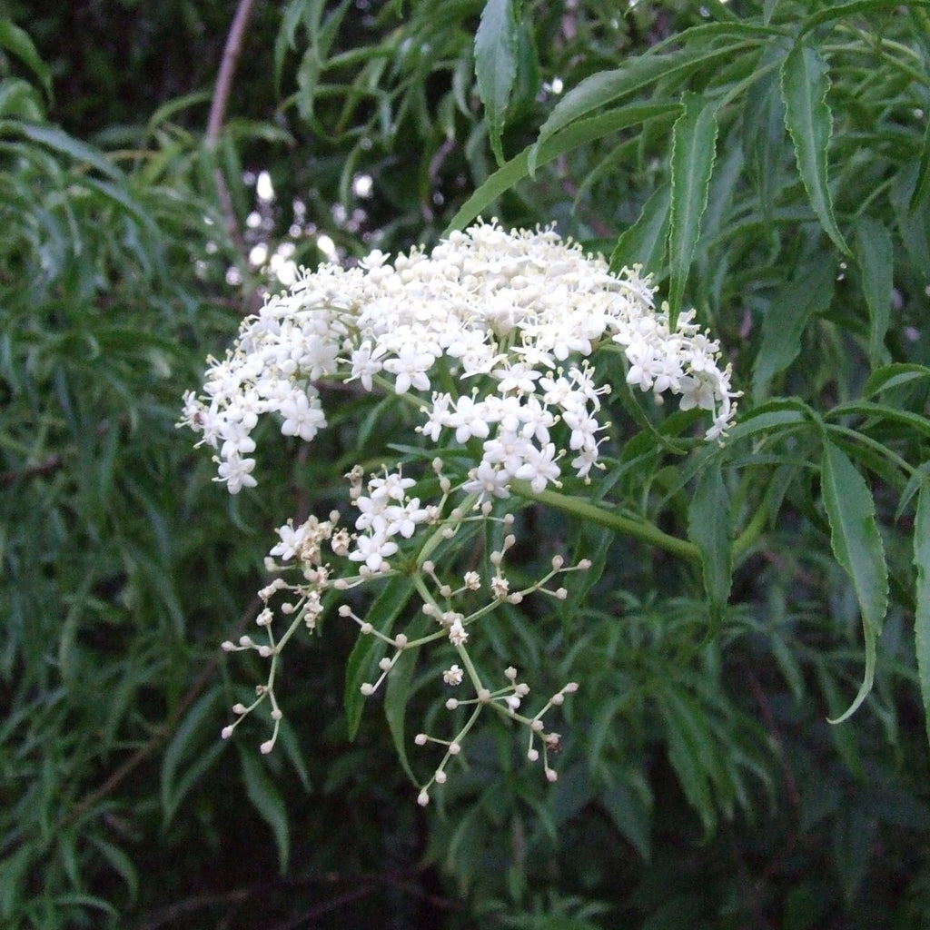 Sambucus canadensis