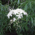 Sambucus canadensis