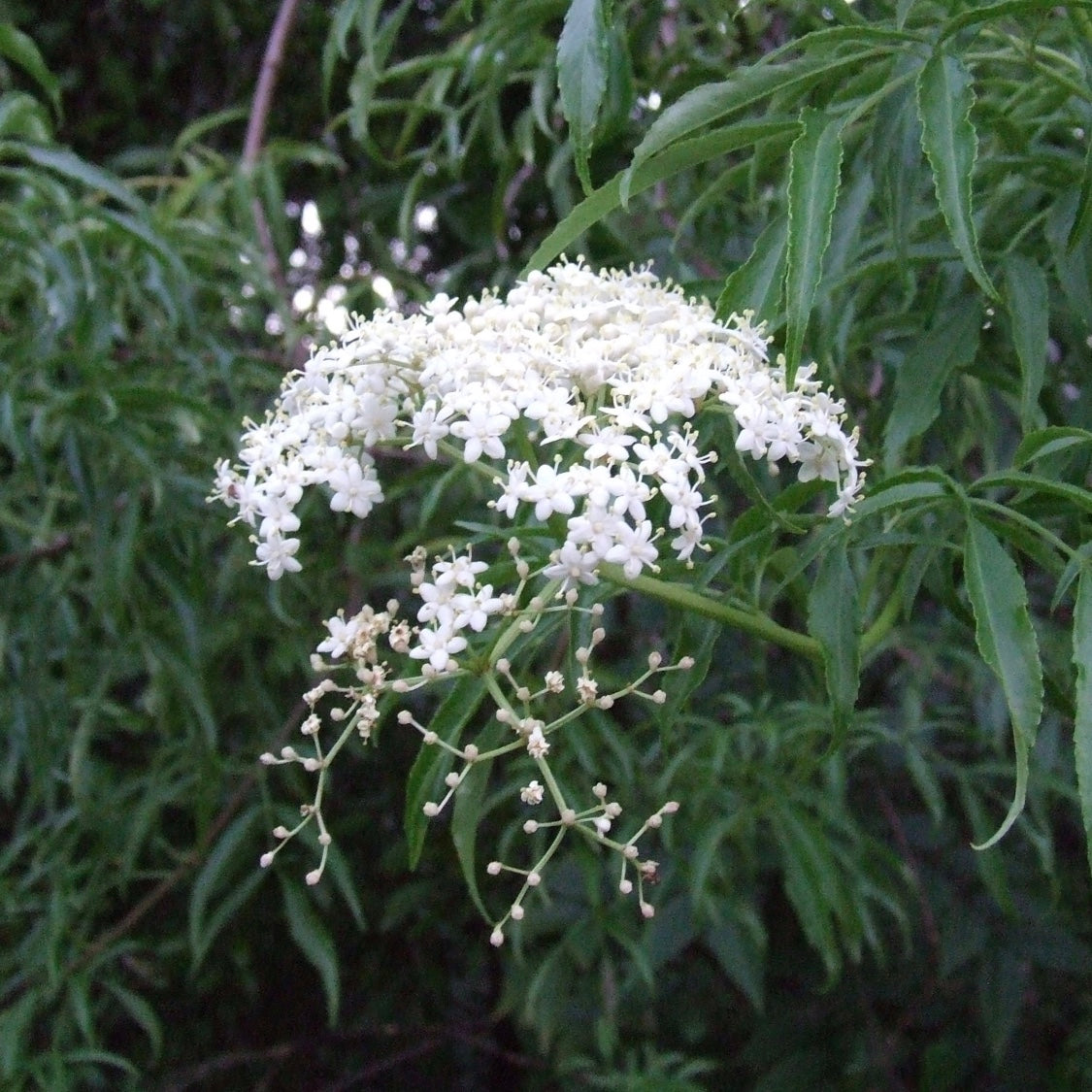 Sambucus canadensis