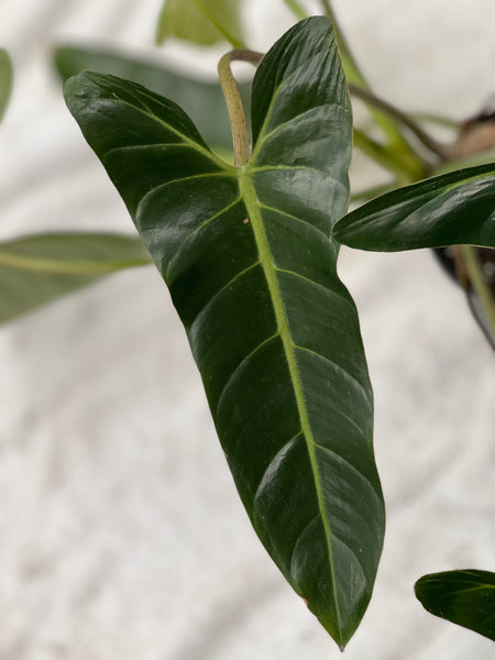 Philodendron bernardopazii