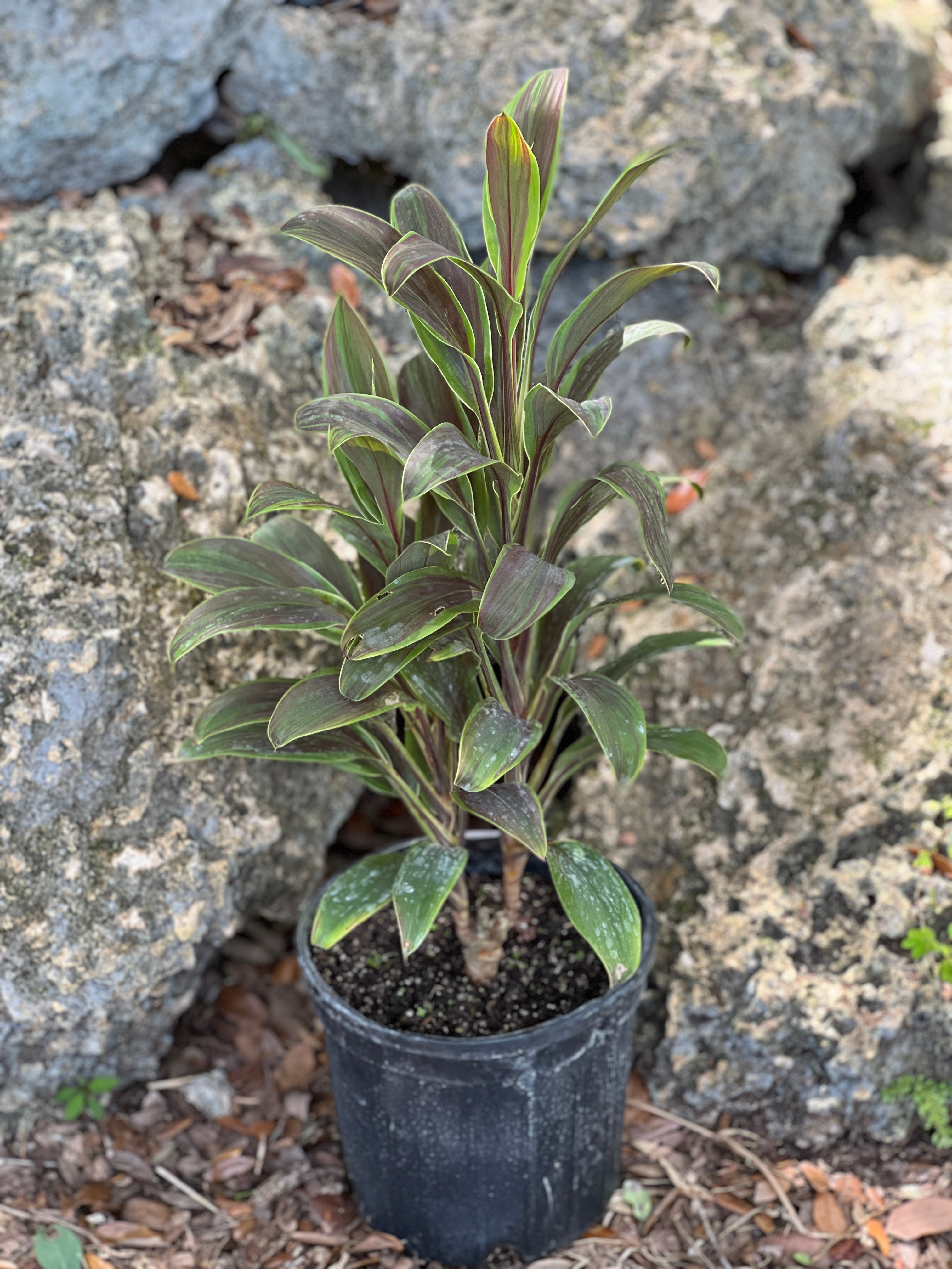 Cordyline fruticosa 'Cameroon'