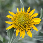 Borrichia frutescens