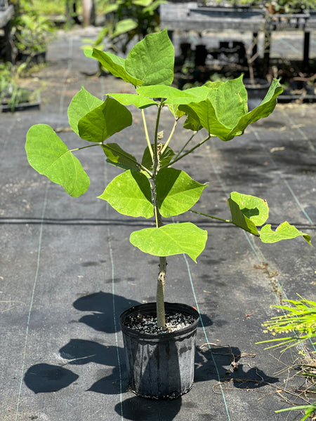 Erythrina madagascariensis