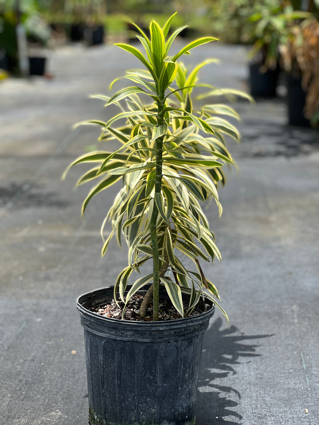 Dracaena reflexa 'Song of India'