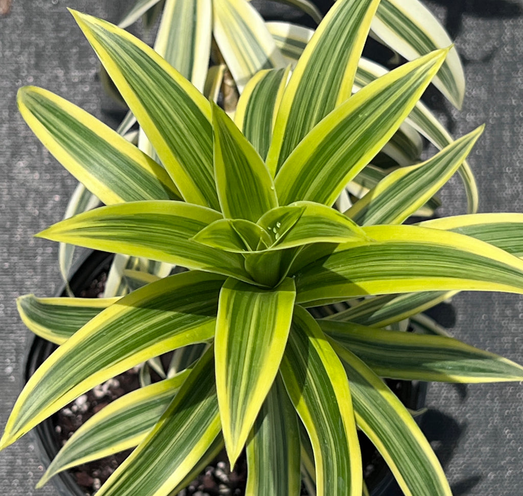dracaena reflexa song of india Dracaena reflexa 'Song of India'