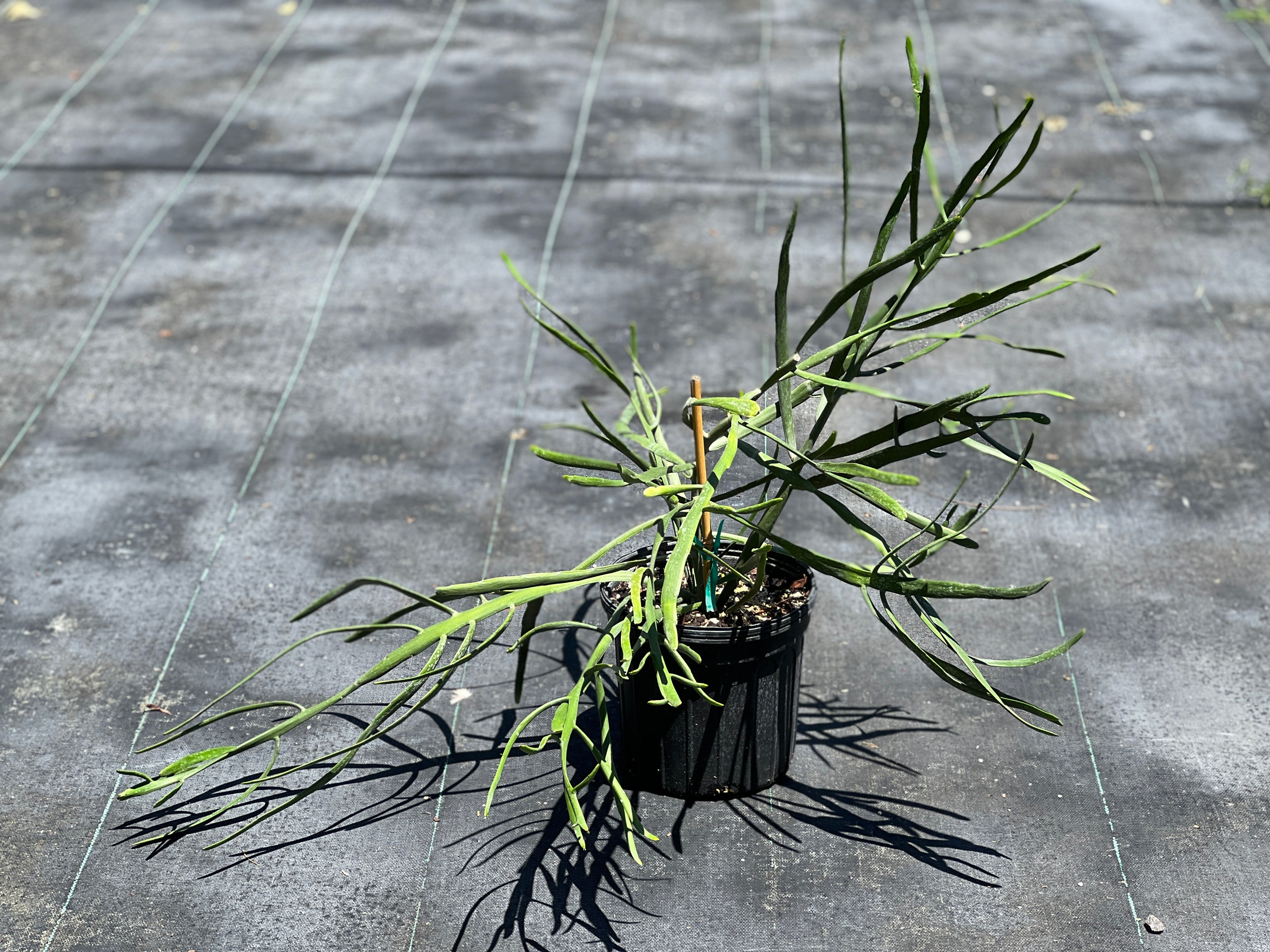 Euphorbia xylophylloides