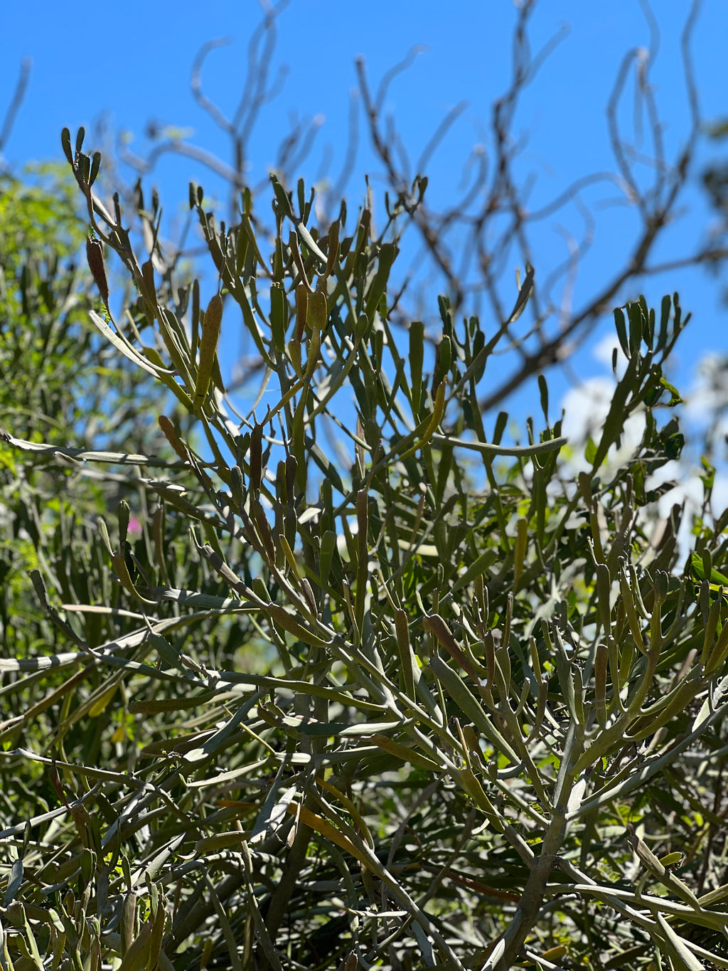 Euphorbia xylophylloides