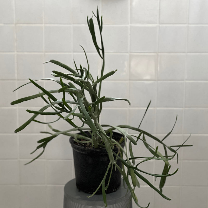 Euphorbia xylophylloides