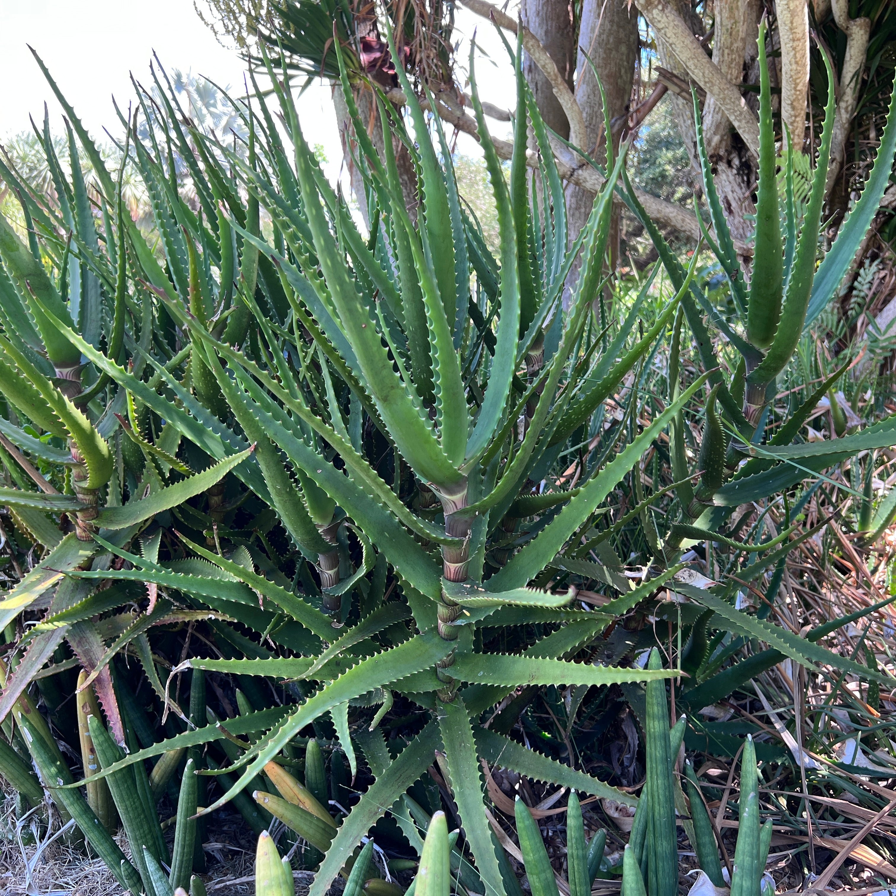 full size aloe vera plant Aloe dawei