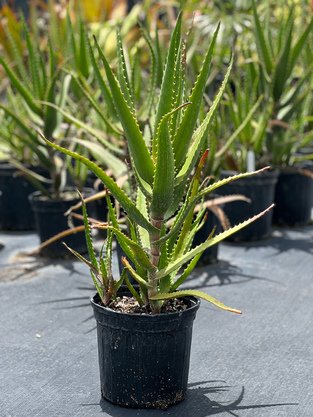 aloe vera plant full size Aloe dawei