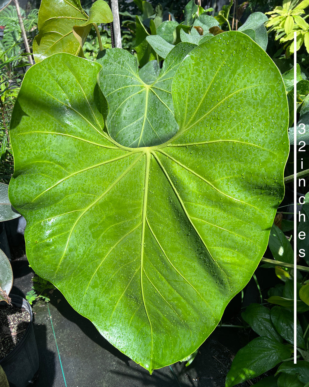 anthurium faustomirandae flower Anthurium faustomirandae