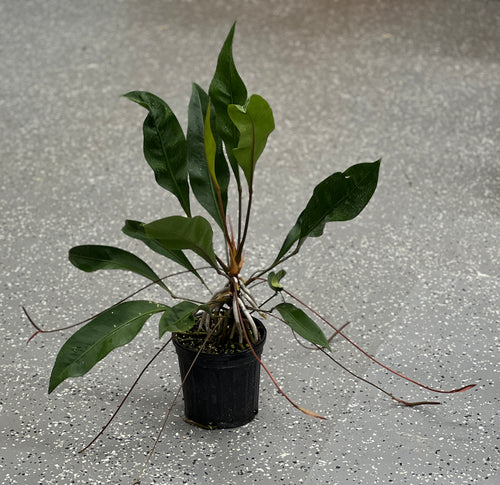 Anthurium gracile