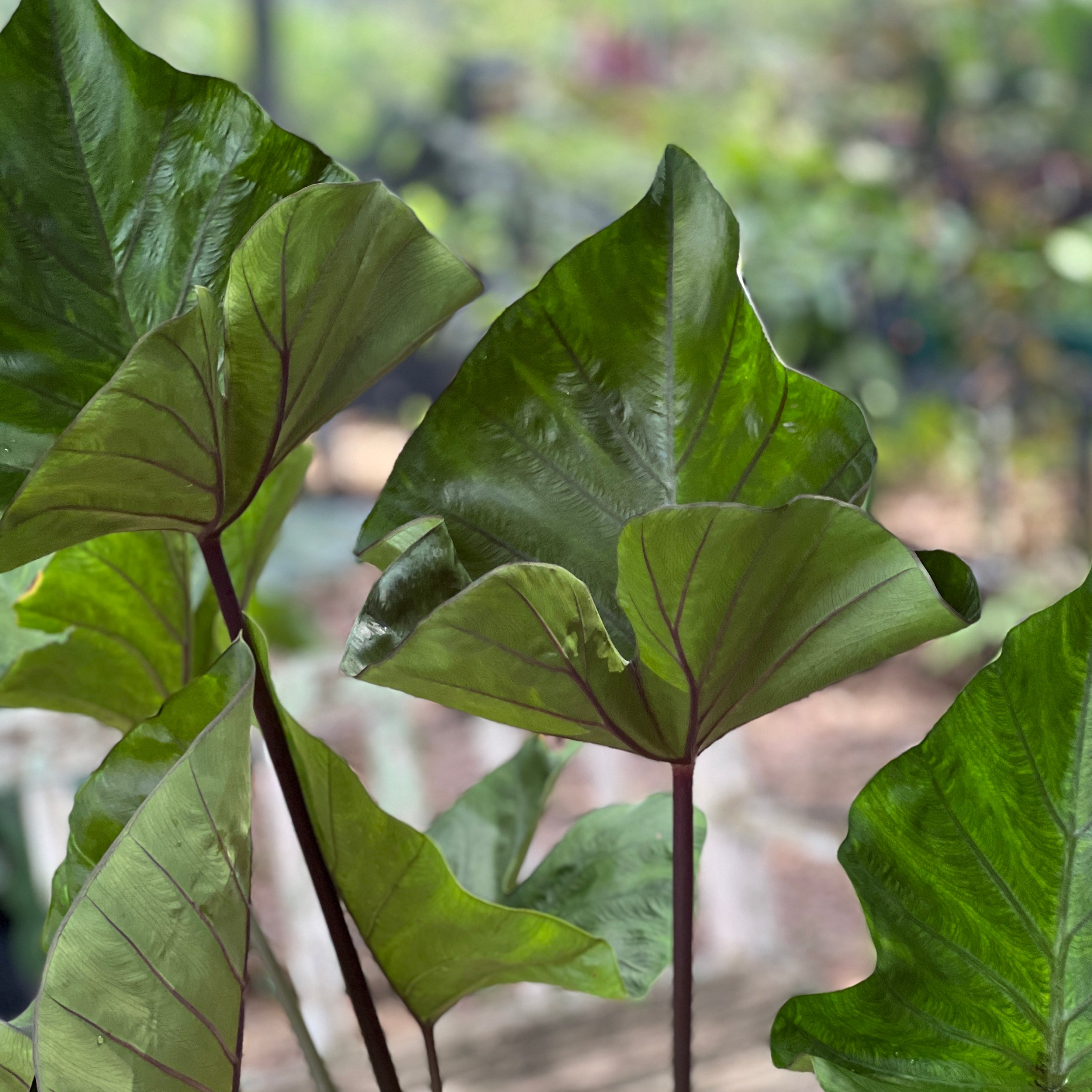 teacup elephant ear plant Colocasia esculenta 'TeaCup'
