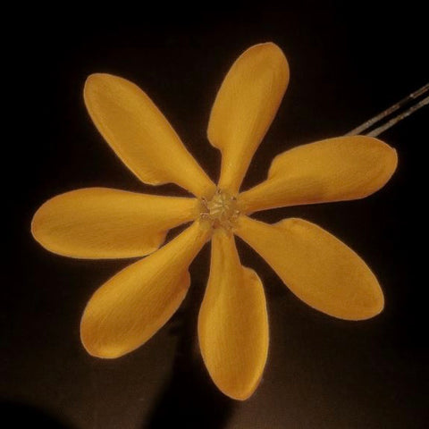 Gardenia carinata
