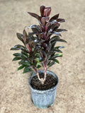 Cordyline fruticosa 'Purple Compacta'