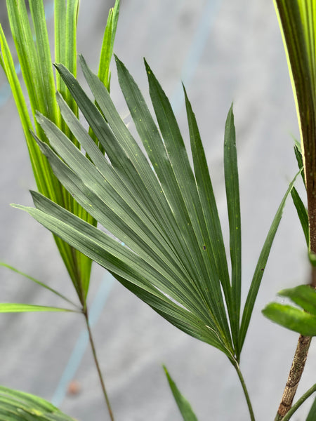 Arenga caudata var. stenophylla