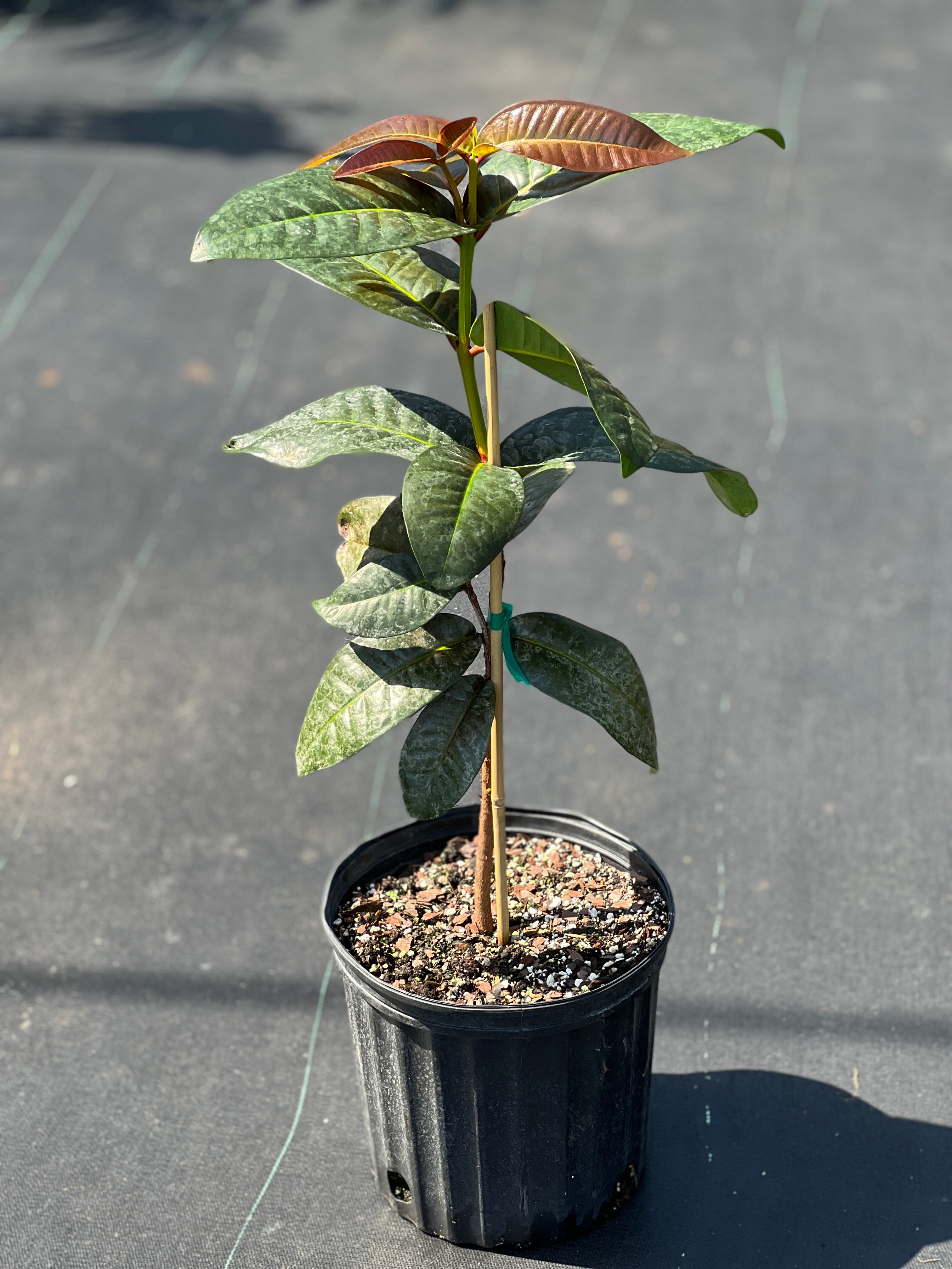 Syzygium thalassicum