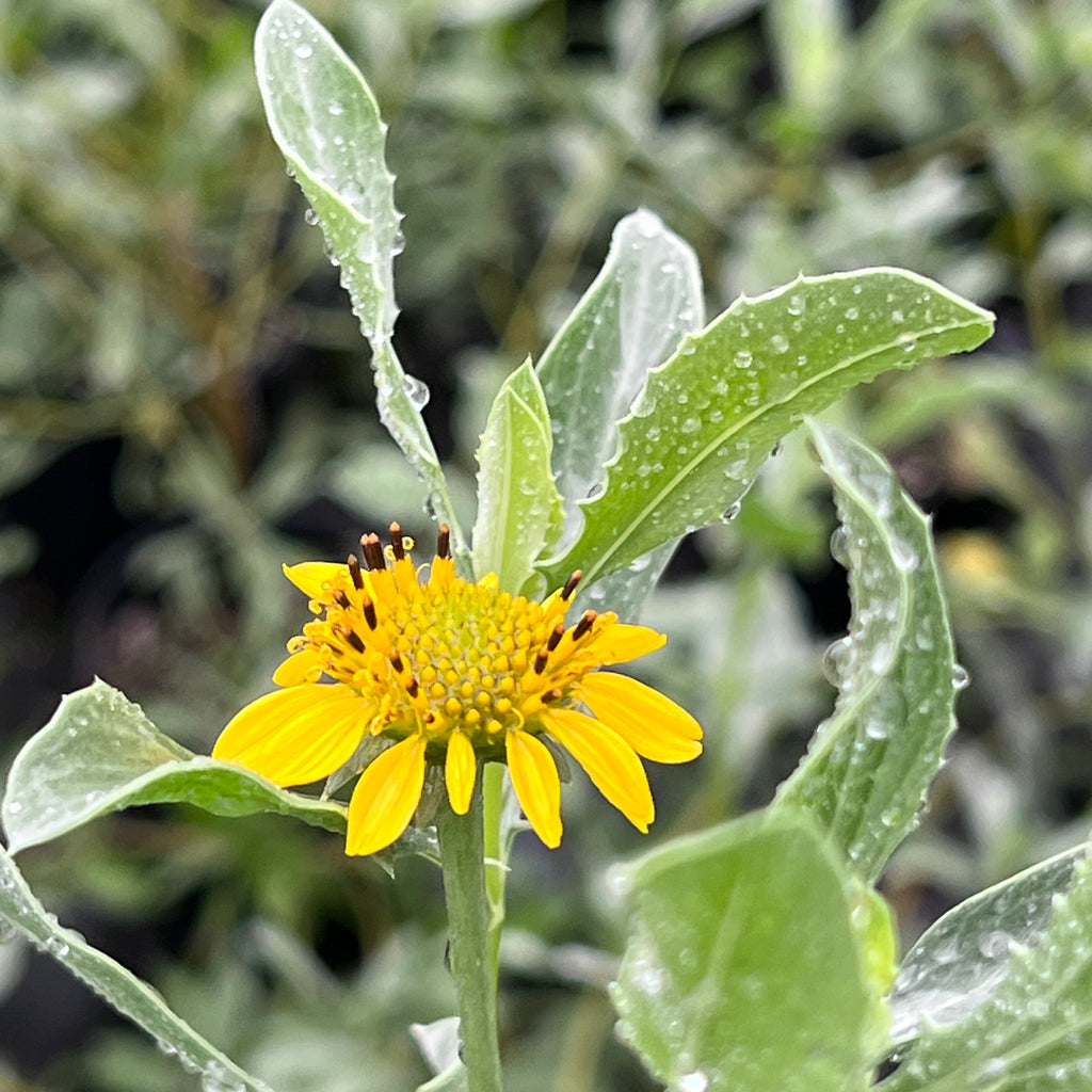 Borrichia frutescens