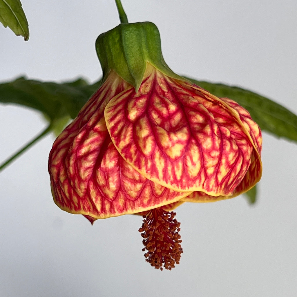 Abutilon pictum – Fairchild Tropical Botanic Garden