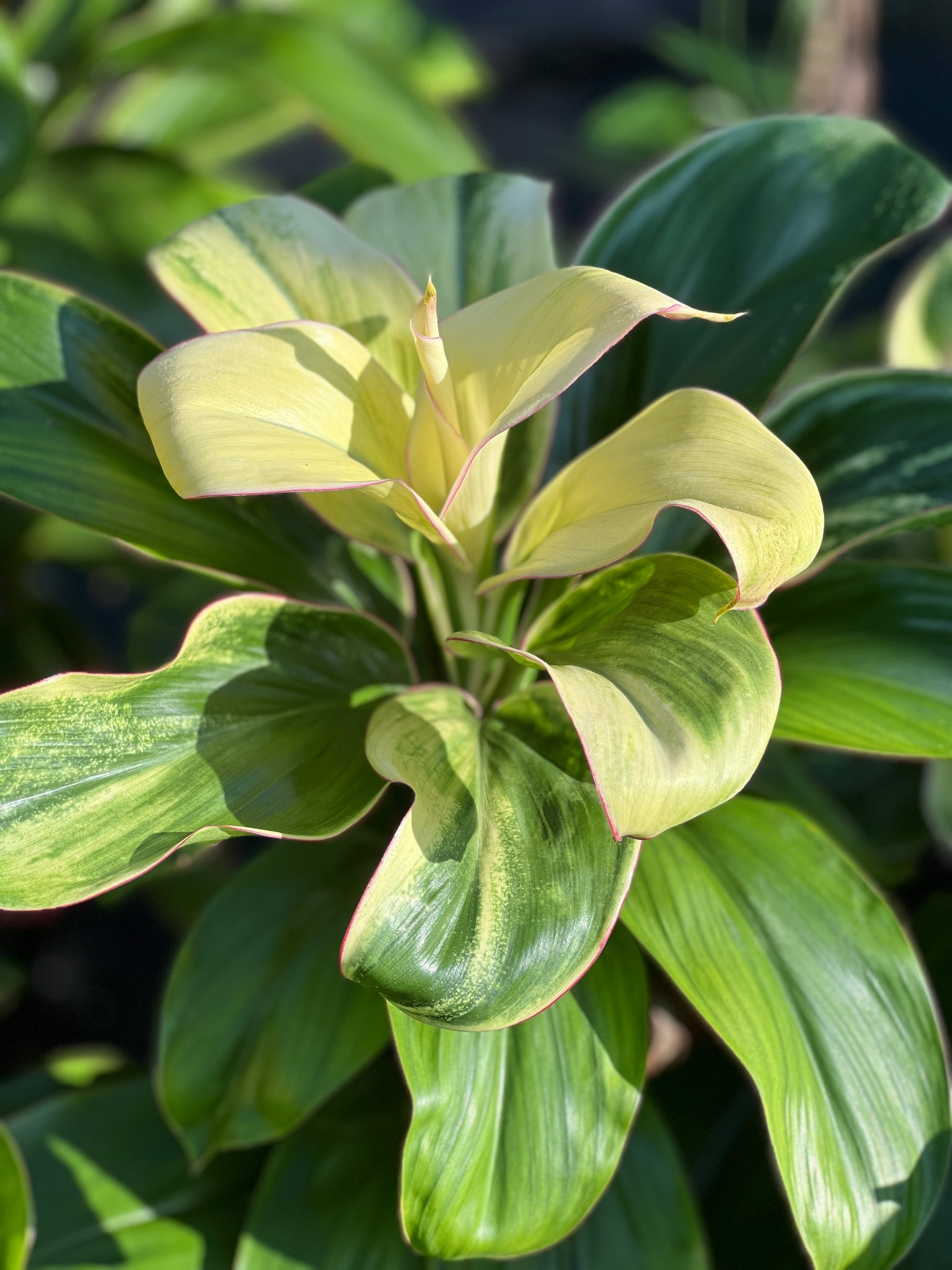 image.title Cordyline fruticosa image.title Cordyline fruticosa