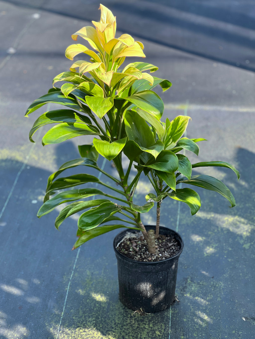 Cordyline fruticosa 'Caroline'