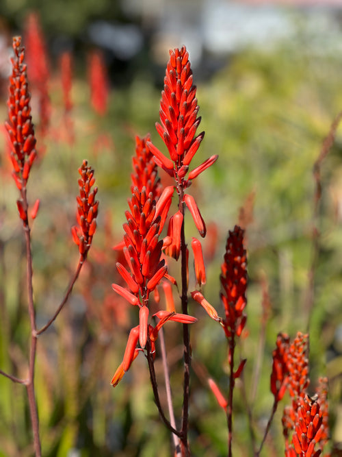 Aloe dawei