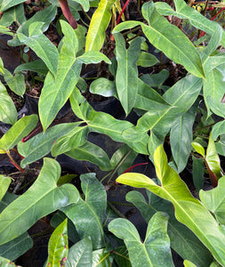 Philodendron mexicanum