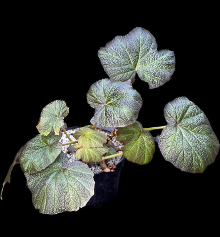 Begonia 'Boomer'