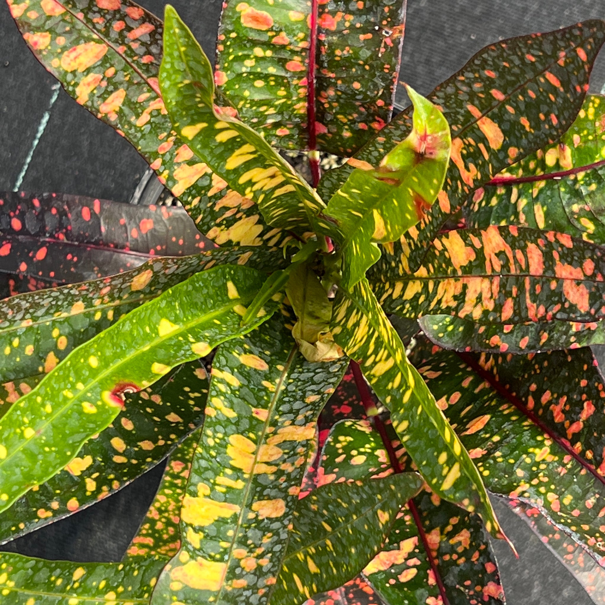Codiaeum variegatum 'Franklin D. Roosevelt'