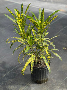 Codiaeum variegatum 'Eleanor Roosevelt'